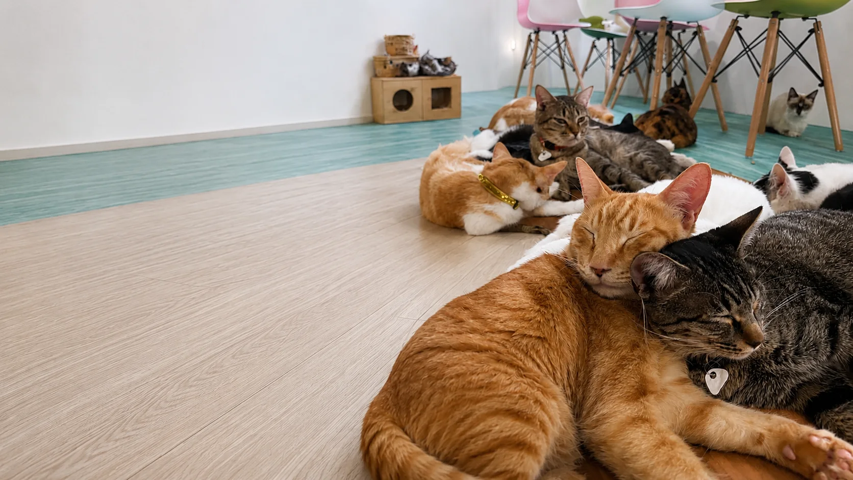 ぷここん家の保護猫たち。手前で寄り添って眠る2匹と、奥でくつろぐ猫たち